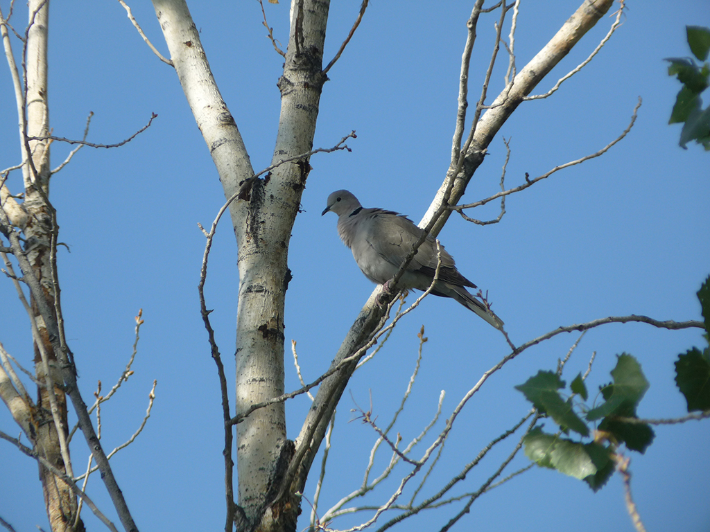 Eurasian Collared Dove